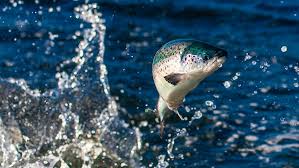 fish Jumping out of water